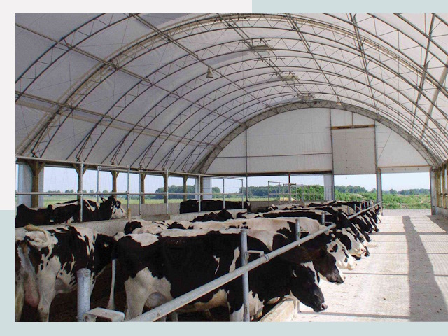 Тентовые коровники в Ржеве